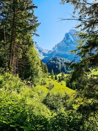 Scenic view of trees and mountains against sky