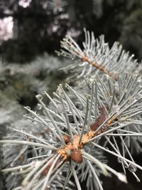 Close-up of frozen pine tree during winter