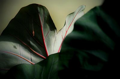 Close-up of green leaves