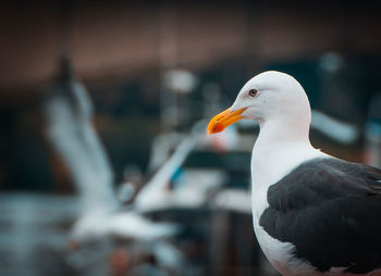 Close-up of seagull perching