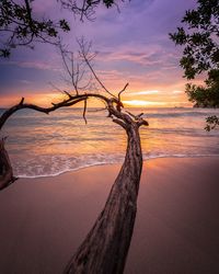 Bare tree by driftwood against sky during sunset