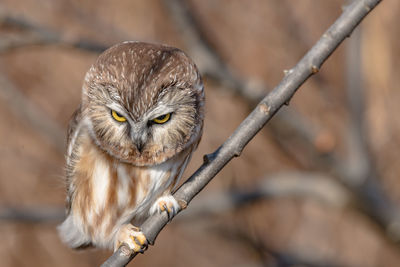 Portrait of owl