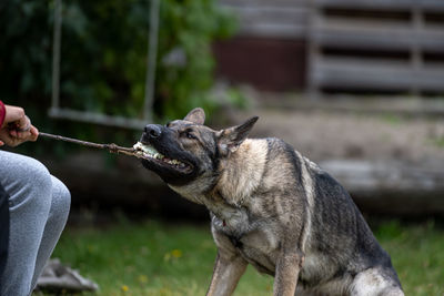 Midsection of man with dog