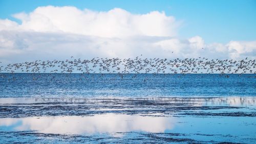 Flock of birds over sea against blue sky