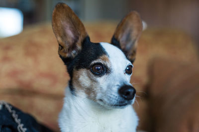 Close-up portrait of a dog at home