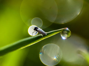 Close-up of insect on leaf