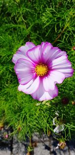 Close-up of pink flower