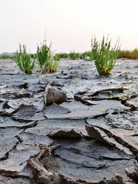 Close-up of dry leaf on land against sky