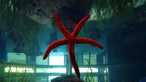 Close-up of red starfish in aquarium