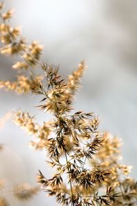 Close-up of wilted flower plant against sky