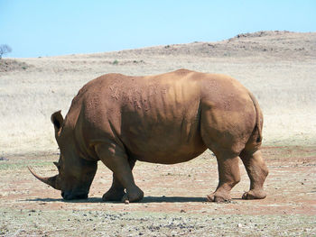 View of a rhino standing on field