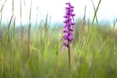 Close-up of purple flowering plants on field