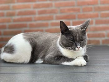 Close-up of a cat