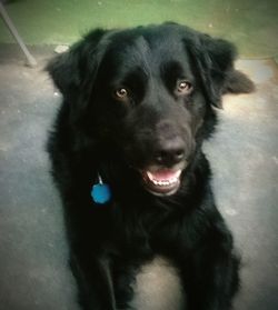 Close-up portrait of dog