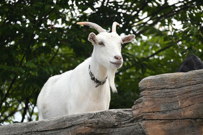 View of a goat on tree
