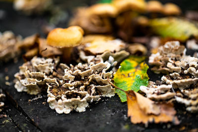 Close-up of mushrooms growing on wood