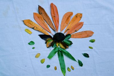 High angle view of orange flowering plant