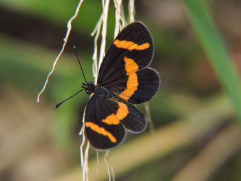 Close-up of butterfly perching on leaf