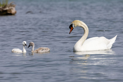 Swans swimming in lake