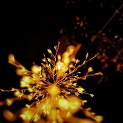 Close-up of illuminated firework display at night