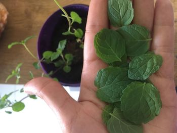 Midsection of person holding leaves