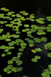 High angle view of water lily in lake