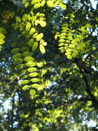 Low angle view of tree