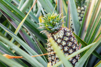 Close-up of fruit growing on plant