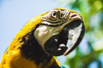 Close-up of owl