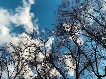 Low angle view of bare tree against sky