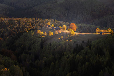 High angle view of trees and plants in forest