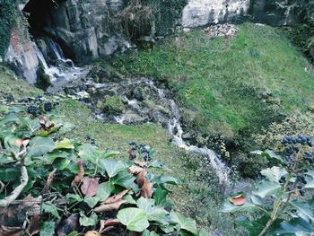 Scenic view of waterfall in forest