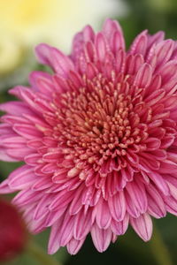 Close-up of pink dahlia blooming outdoors