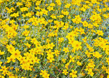 High angle view of yellow flowering plants on field