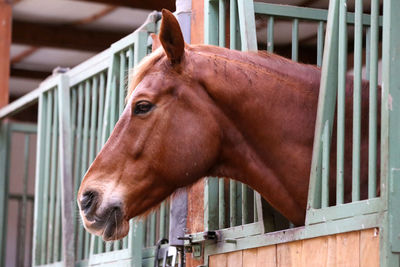 Close-up of horse in stable