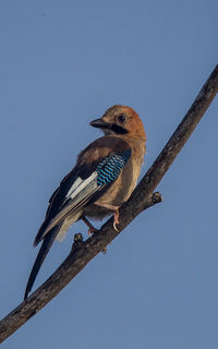 Low angle view of bird perching on branch against clear blue sky