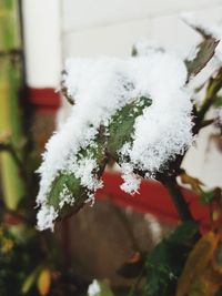 Close-up of frozen plant