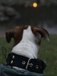 Close-up of a dog