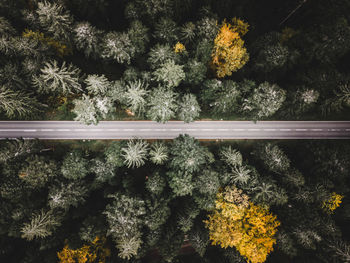 High angle view of flowering plants during winter