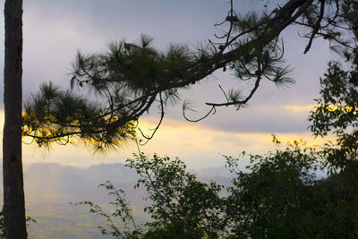 Close-up of tree against sky