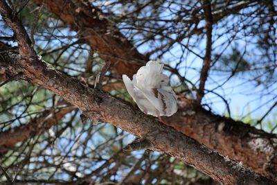 Low angle view of white flower tree