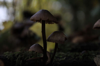 Close-up of mushroom growing on field