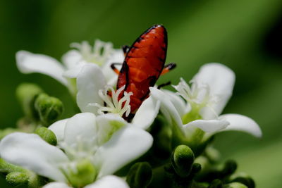 Close-up of butterfly on flower