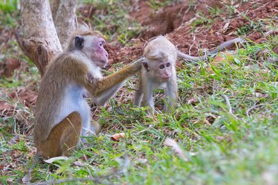 Close-up of monkey on field