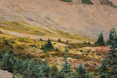 High angle view of trees on field during autumn