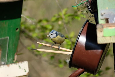 Close-up of bird perching on feeder