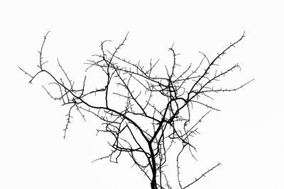 Low angle view of bare tree against clear sky