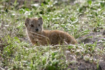 Closeup portrait of yellow mongoose cynictis penicillata in etosha national park namibia.