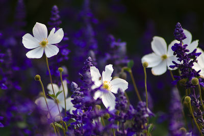 Close-up of purple flowering plant