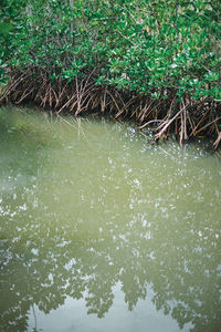 High angle view of plants in lake